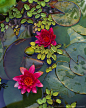 Image detail for -Water lilies (Nymphae sp.) in water garden, close-up, elevated view