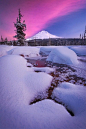 Winter Meadow by Michael Bollino