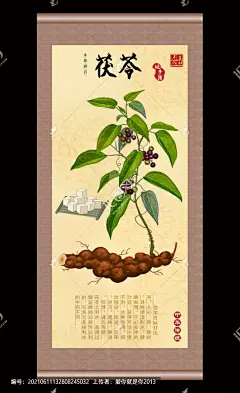 茯苓 手绘茯苓 茯苓挂画 中医挂画 药堂挂画 中医院挂画 土茯苓 手绘值物花草 手绘采药 药材医草 中草药包装插画 中药插画 中药包装插画 百草集 本草纲目