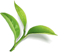 植物素材png