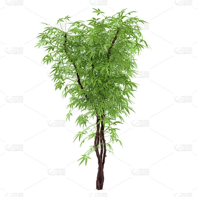 decorative plant bush图片_其他图片图片素材-花瓣网