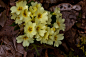 Photograph field flowers (02) by Vlado Ferencic on 500px