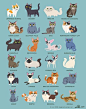 Twenty-four cats to get your day started *reyet* (said crisply)...