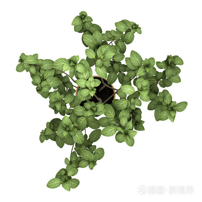 装饰植物在孤立在白色背景上的锅中的顶视图...