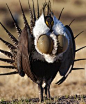 其中包括图片：Sage Spirit Presentation Series in Eastern Washington - Washington Wild