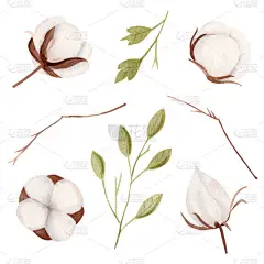 水彩画棉花束.在白色背景上孤立的手绘树枝.