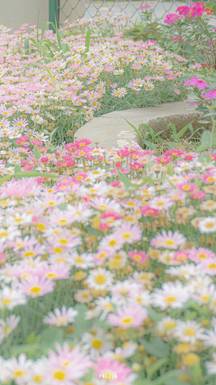 淡墨浅秋采集到「一花一世界」