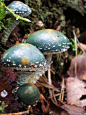 Verdigris Agaric