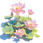 荷花

