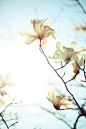 清新漂亮的木兰花iPhone壁纸320x480下载