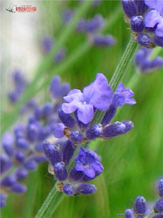 薰衣草-花瓣网|陪你做生活的设计师 | 薰衣草图片素材