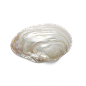 海星海螺贝壳珊瑚海马等 海洋生物主题 高清素材 004.png
