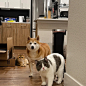 Photo by Arnaud .lmg on July 18, 2024. May be an image of Abyssinian cat and kitten.
