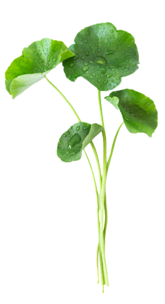 一枝啊采集到素材·植物