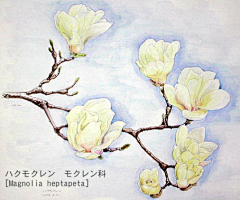 8O1AU_*^_^*采集到玉兰