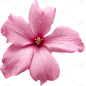 粉色花朵9