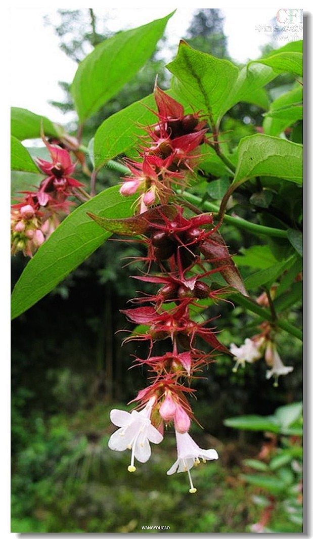 开花肉豆蔻奶奶的卷发