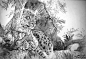 狮鸢SONNY 的插画 LEOPARDONTHETREE