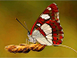 Red and white butterfly