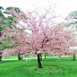 Brandywine Crabapple - crabapples make wonderful jelly; the trees are beautiful and the birds enjoy their branches . .