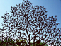 Yad Vashem Holocaust Memorial, Human Tree