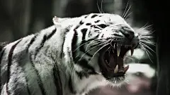 威风凛凛-高清晰野生猫科动物-老虎壁纸封面大图