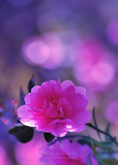 *冰峰*采集到花花世界