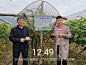 重庆诺意氯吡脲试验示范田——广西省桂林市兴安县溶江镇黄毛坝
