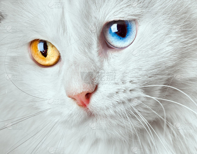 五颜六色的眼睛白色猫