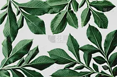 白色背景上的绿叶图案