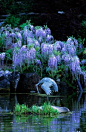 池塘紫藤