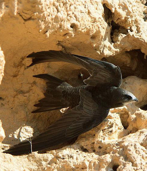 普通楼燕:鸟纲,国家三级保护动物