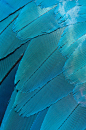 羽毛,自然界,自然,野生动物,户外_145101342_Blue-and-yellow Macaw Wing (Ara ararauna), Parrot Zoo, Lincolnshire, United Kingdom._创意图片_Getty Images China