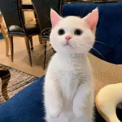 最近外网疯转的一只小猫咪，猛男必看 ​​​​！_红包 :  这么可爱真的很想。。。 饿了么红宝天天领 美团外卖，大额红包天天领！…