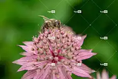 蜜蜂 昆虫 花壁纸 花卉背景 授粉 美丽的花朵 花 飞虫 翅膀