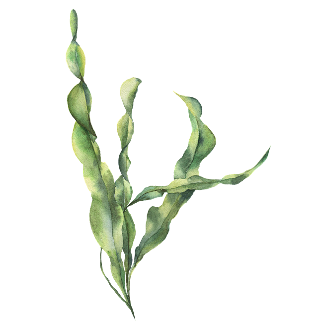 水彩油画海底动物植物鱼水母剪贴画免扣PN...