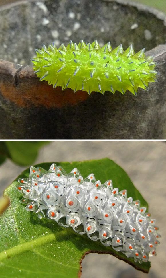 果冻毛虫——昆虫的造化有惊人的美感，鳞翅...