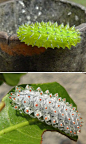 果冻毛虫——昆虫的造化有惊人的美感，鳞翅目的小科亮蛾科Dalceridae 的毛虫体现得很充分。它们产于南美，成体绒毛浓密，幼体是彩色果冻，有很强的警戒效果。 之前还有一款：可惜都没查到学名。
