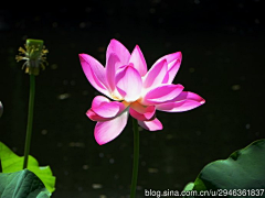 花瓣--雨采集到花卉植物壁纸