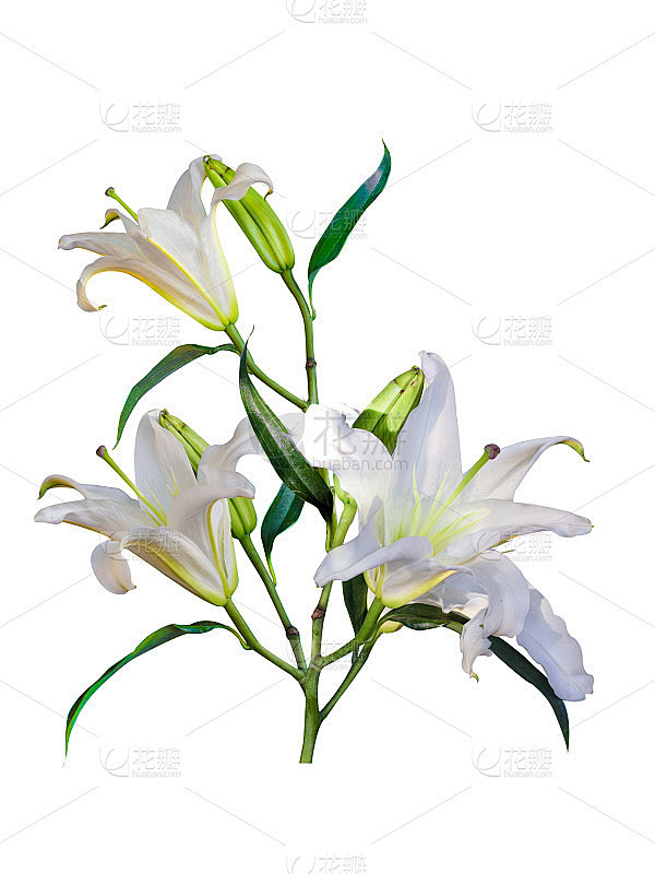 百合花束，百合组，百合集，美丽的百合花粉红色，白色孤立在白色的背景。