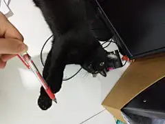 逗喵