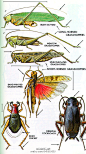 精艳！昆虫图鉴BY RICHARD E. WHITE. O网页链接