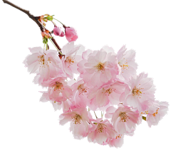 花木兰XS采集到樱花-花朵类