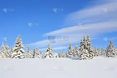 雄伟的冬季景色。在覆盖着雪的草坪上，云杉树在霜冻的日子里站着雪花。美丽的高山和森林景观。壁纸背景。