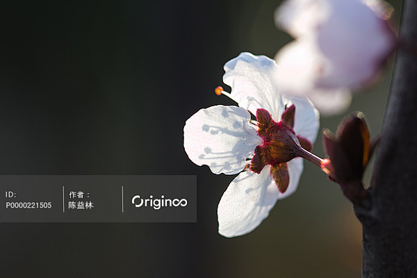 红叶李,樱花,桃花,梨花#鲜花# #花束...