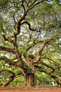 The Angel oak tree on Johns Island,  South Carolina is said to be over 1500 years old...true beauty!: