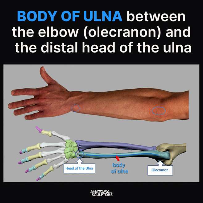 anatomy-for-sculptor...