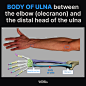 Body of Ulna