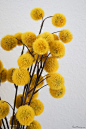 mustard yellow fuzz blossoms for fall decor