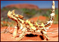 澳洲棘蜥。澳洲棘蜥是一种澳洲特有的沙漠蜥蜴类，完全无害，许多荆棘状的尖刺覆盖它的身体以及尾部。 #采集大赛#